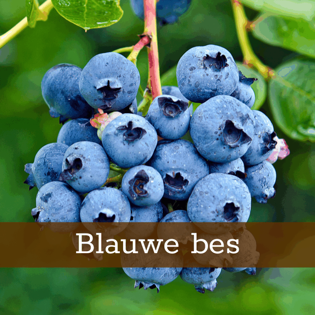 Kruidenhelen plant foto Blauwe bes