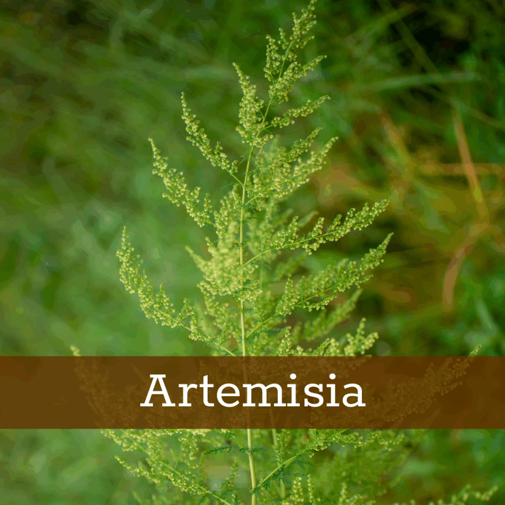 Kruidenhelen plant foto Artemisia Annua