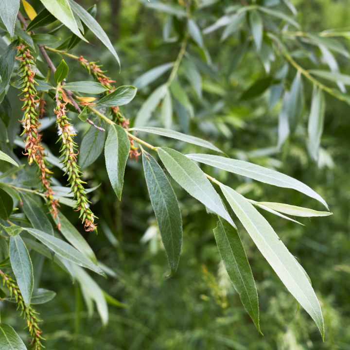 Kruidenhelen plant foto groot Bittere wilg Kruidenhelen plant foto groot Bittere wilgKruidenhelen plant foto groot Bittere wilg