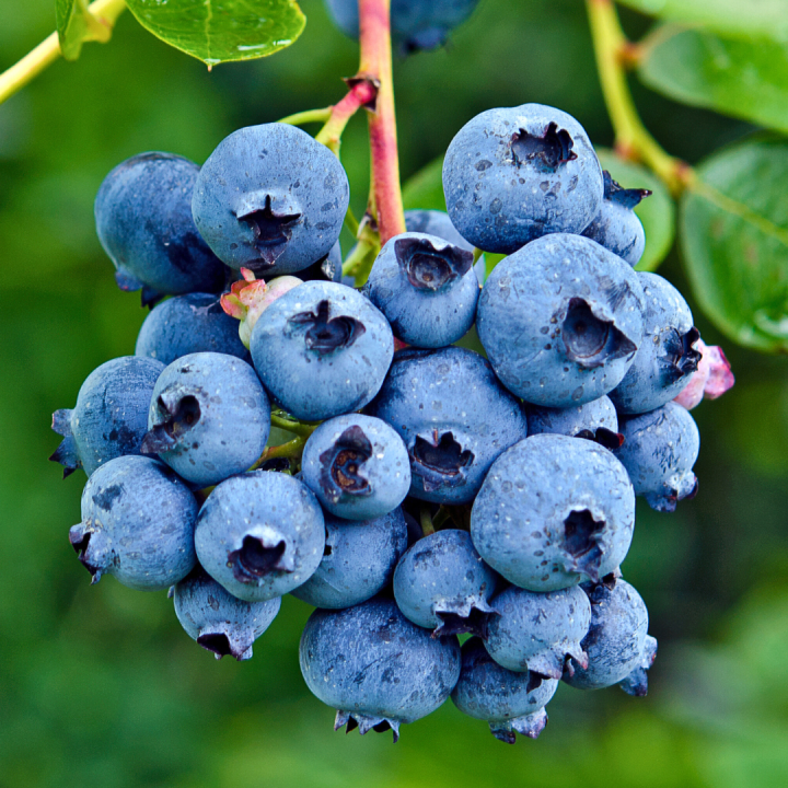 Kruidenhelen plant foto groot Blauwe bes Kruidenhelen plant foto groot Blauwe bes