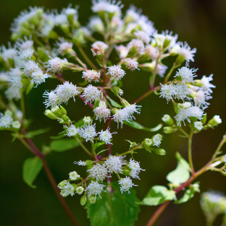 Kruidenhelen plant foto groot Boneset Kruidenhelen plant foto groot Boneset