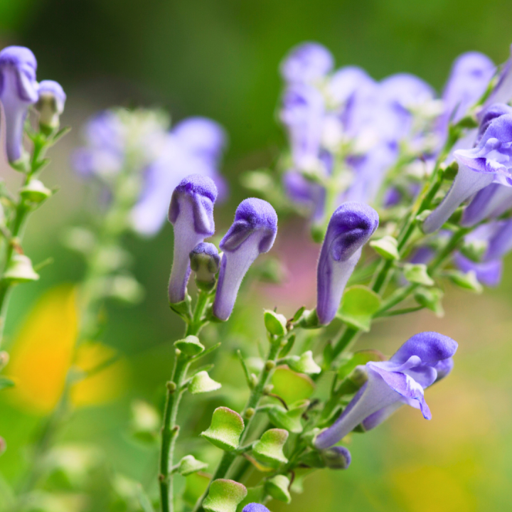 Kruidenhelen plant foto groot Chinese Skullcap Kruidenhelen plant foto groot Chinese Skullcap