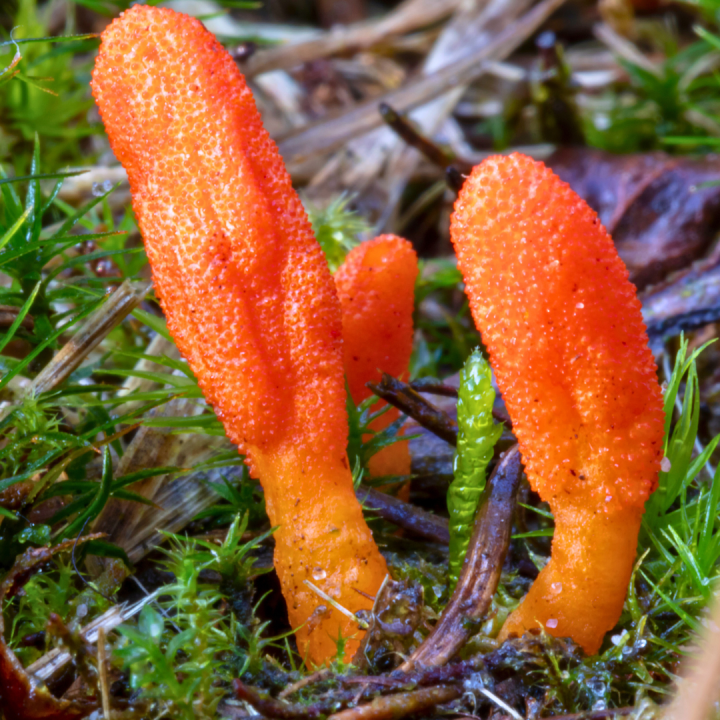 Kruidenhelen plant foto groot Cordyceps Kruidenhelen plant foto groot Cordyceps