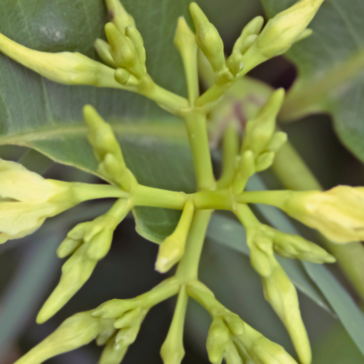 Kruidenhelen plant foto groot Cryptolepis sanguinolenta Kruidenhelen plant foto groot Cryptolepis sanguinolenta