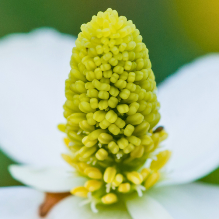 Kruidenhelen plant foto groot Houttuynia cordata Kruidenhelen plant foto groot Houttuynia cordata