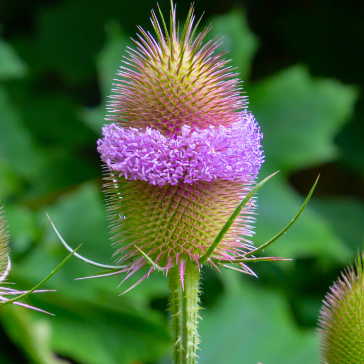 Kruidenhelen plant foto groot Kaardebol Kruidenhelen plant foto groot Kaardebol