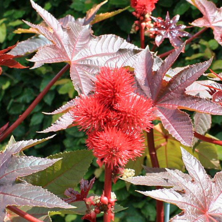 Kruidenhelen plant foto groot Rizol Kruidenhelen plant foto groot Rizol